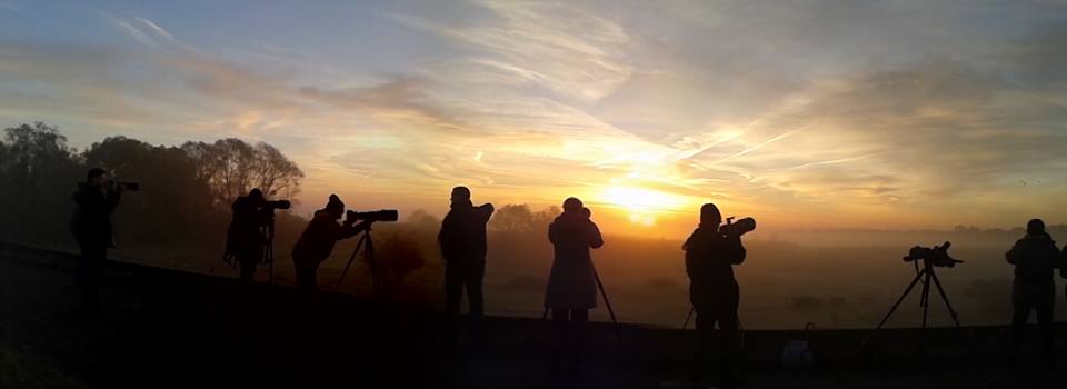 Facebook - Observer les oiseaux au Lac du Der en Champagne
